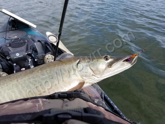 Muskie